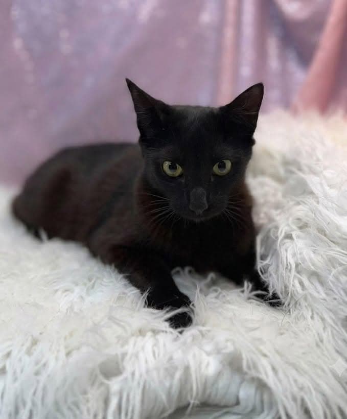 Olivia - Domestic Short Hair
