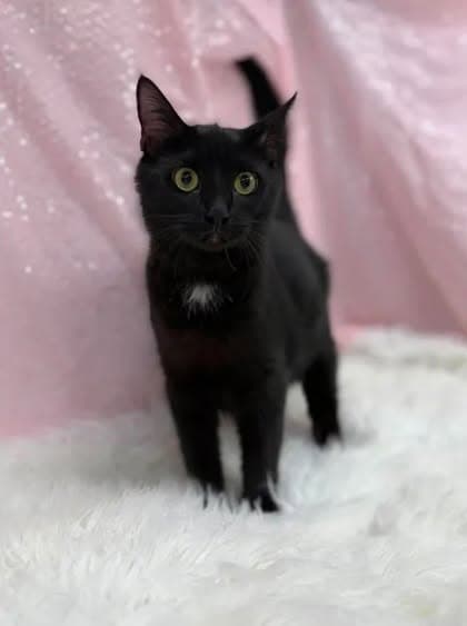 Monet - Domestic Short Hair