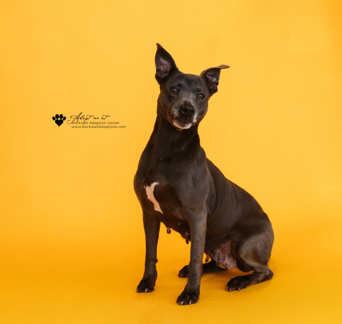 Chyanne-Adoption Fee  Diamond Dog - Pit Bull Terrier