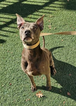 Chyanne-Adoption Fee  Diamond Dog image 2
