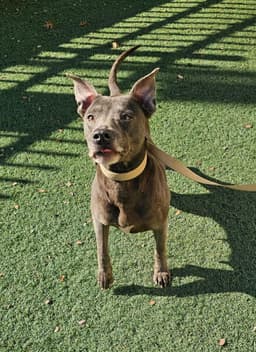 Chyanne-Adoption Fee  Diamond Dog image 3