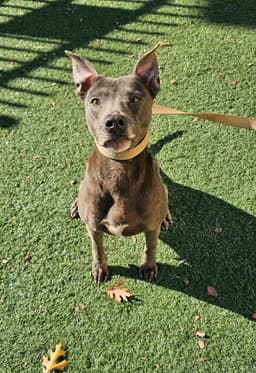 Chyanne-Adoption Fee  Diamond Dog image 4
