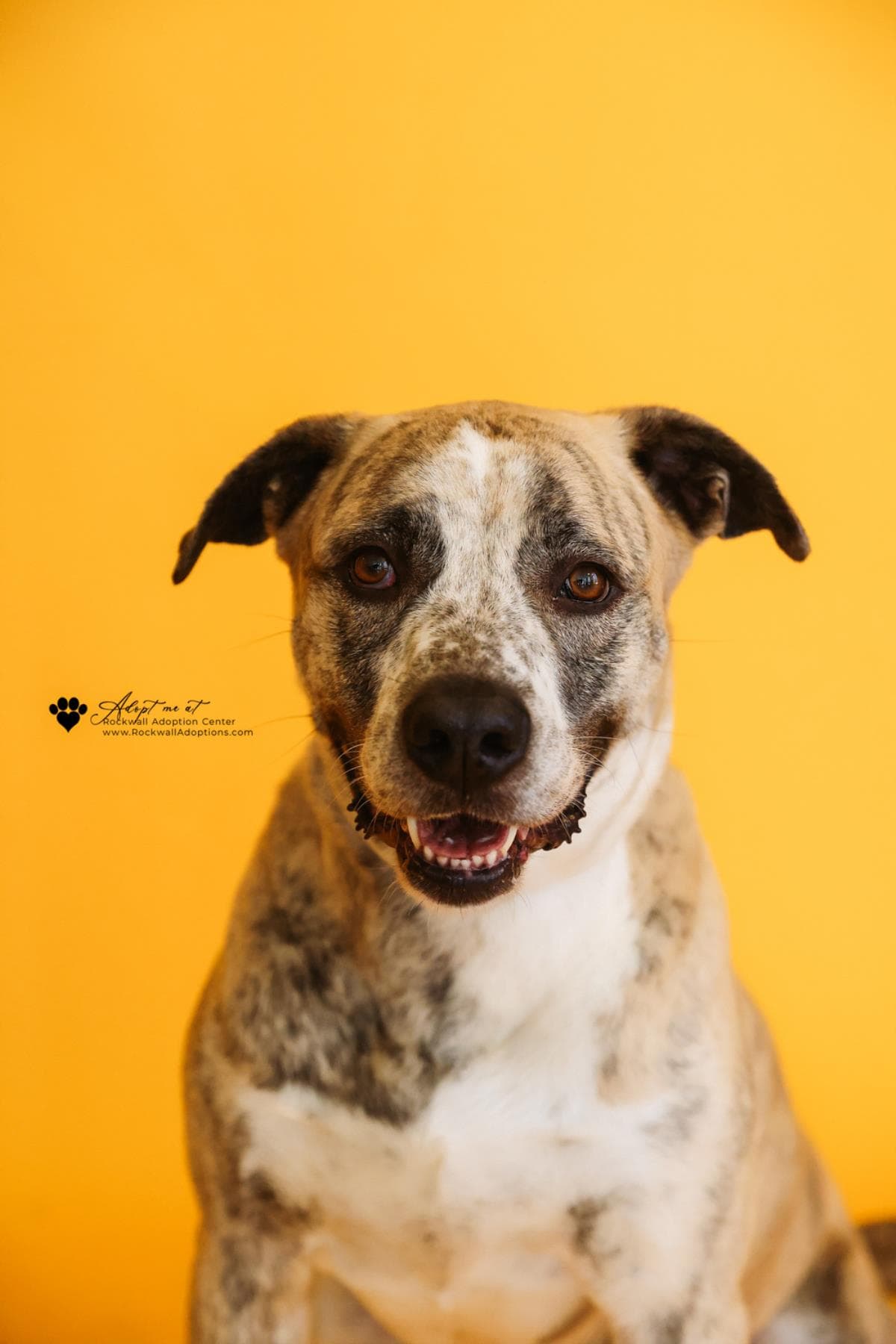 Molly - Anatolian Shepherd