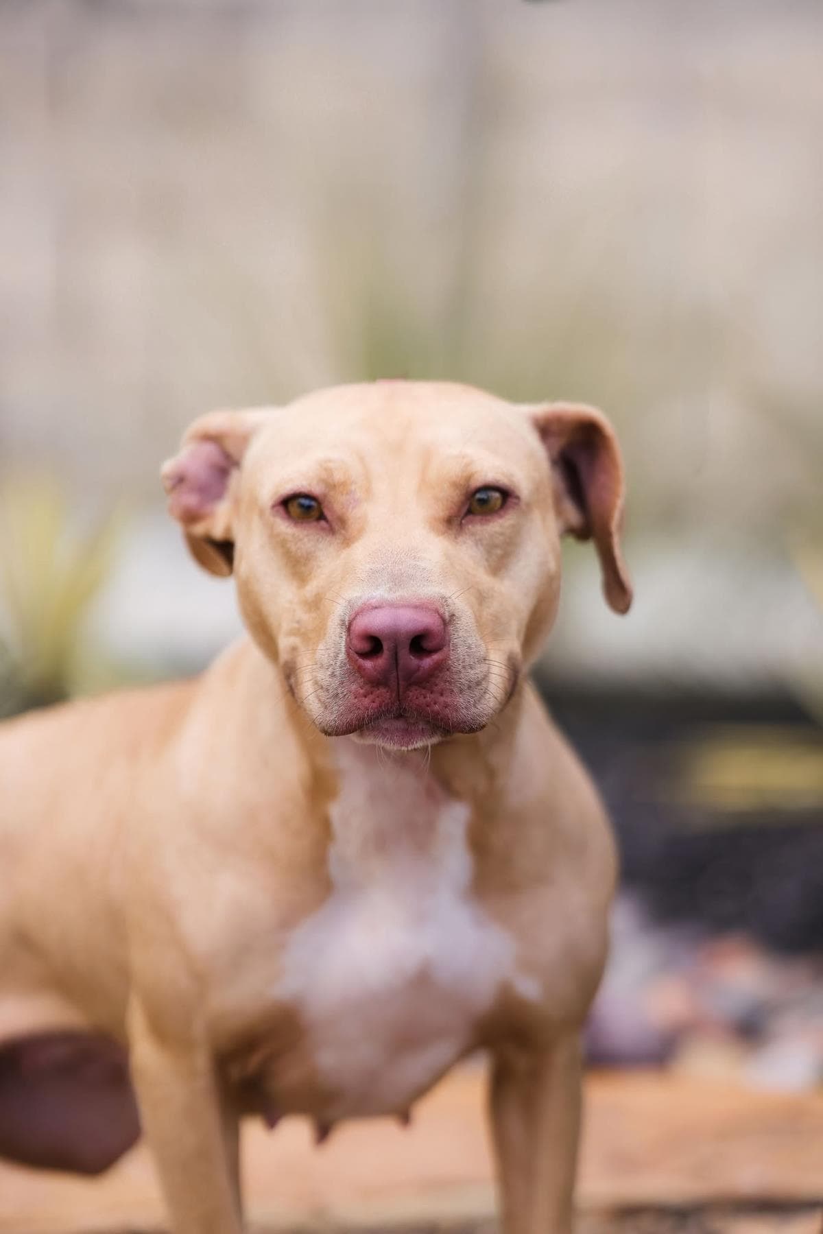 Odessa - Pit Bull Terrier