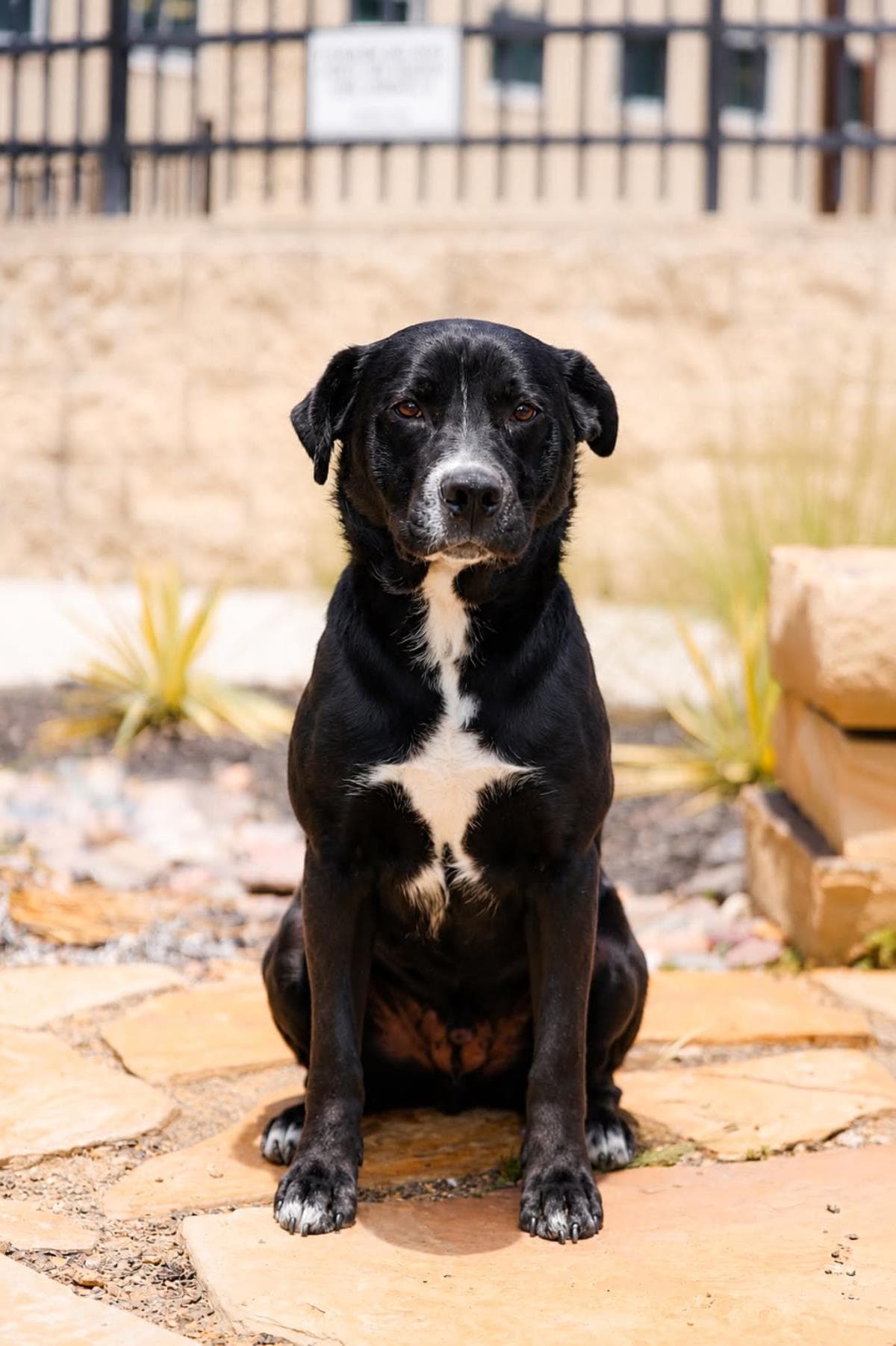 Jett - Labrador Retriever