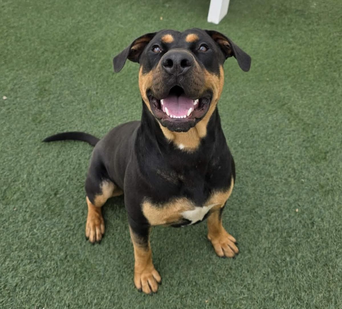 Wally - Rottweiler