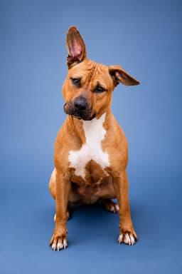 Brandy image 1
