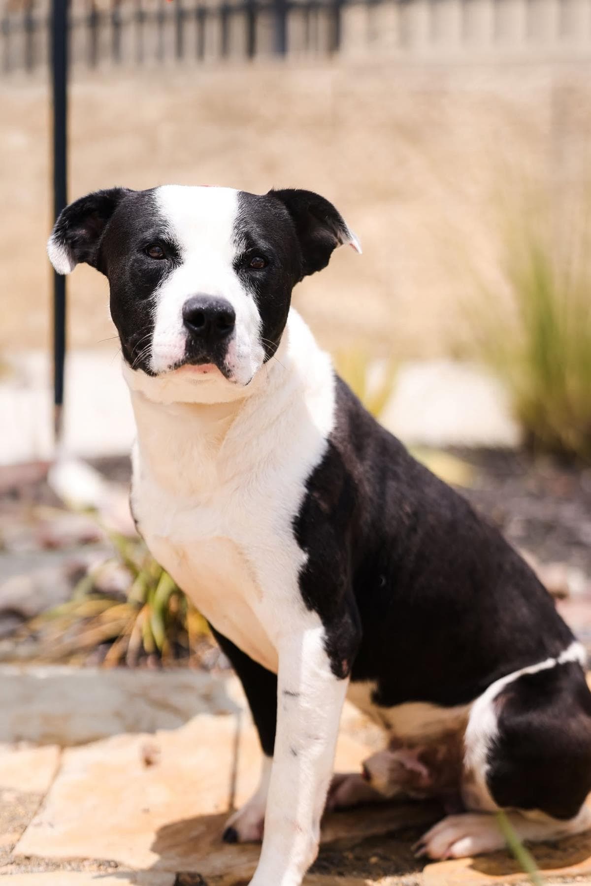 Diego - Pit Bull Terrier