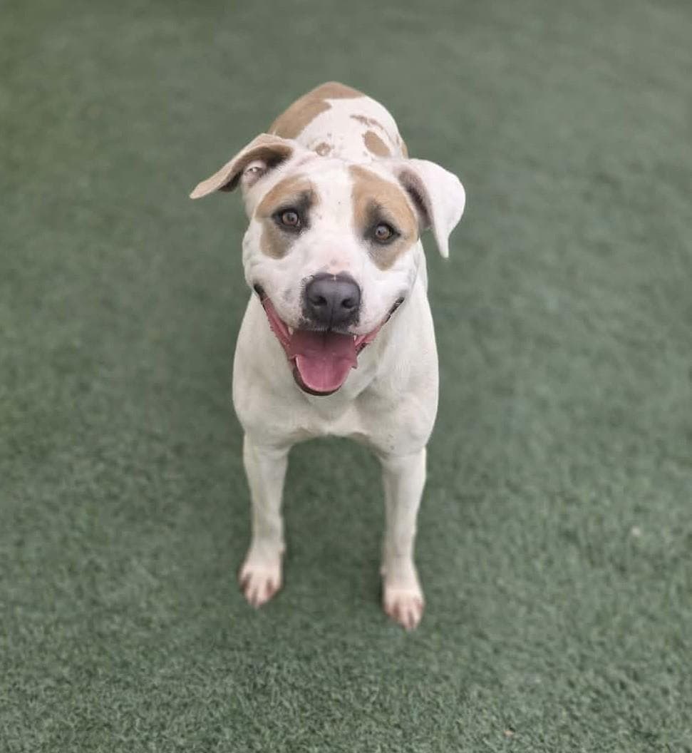 Sueboo - Pit Bull Terrier