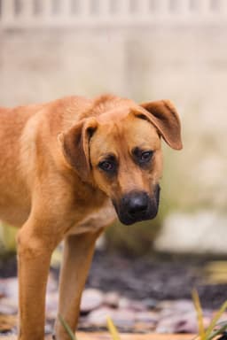 Tucker image 2
