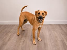 Tucker image 4