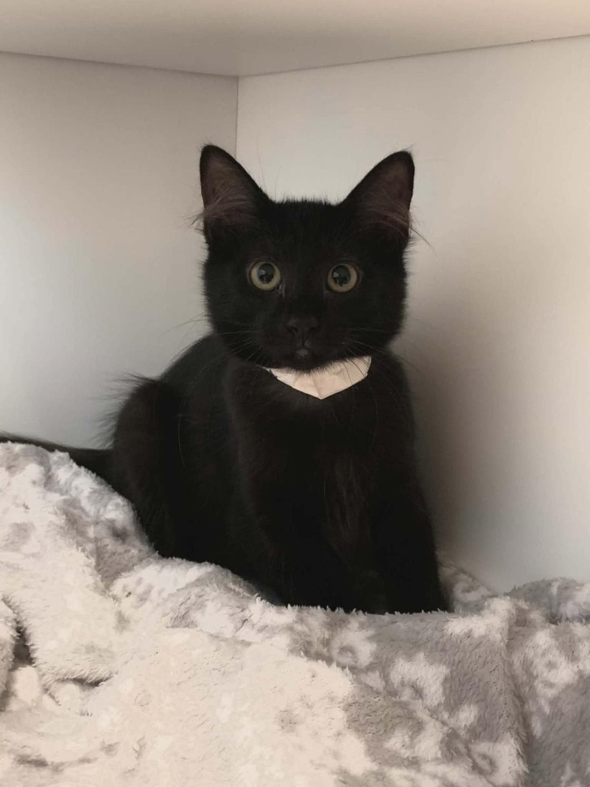 Bb - Domestic Medium Hair