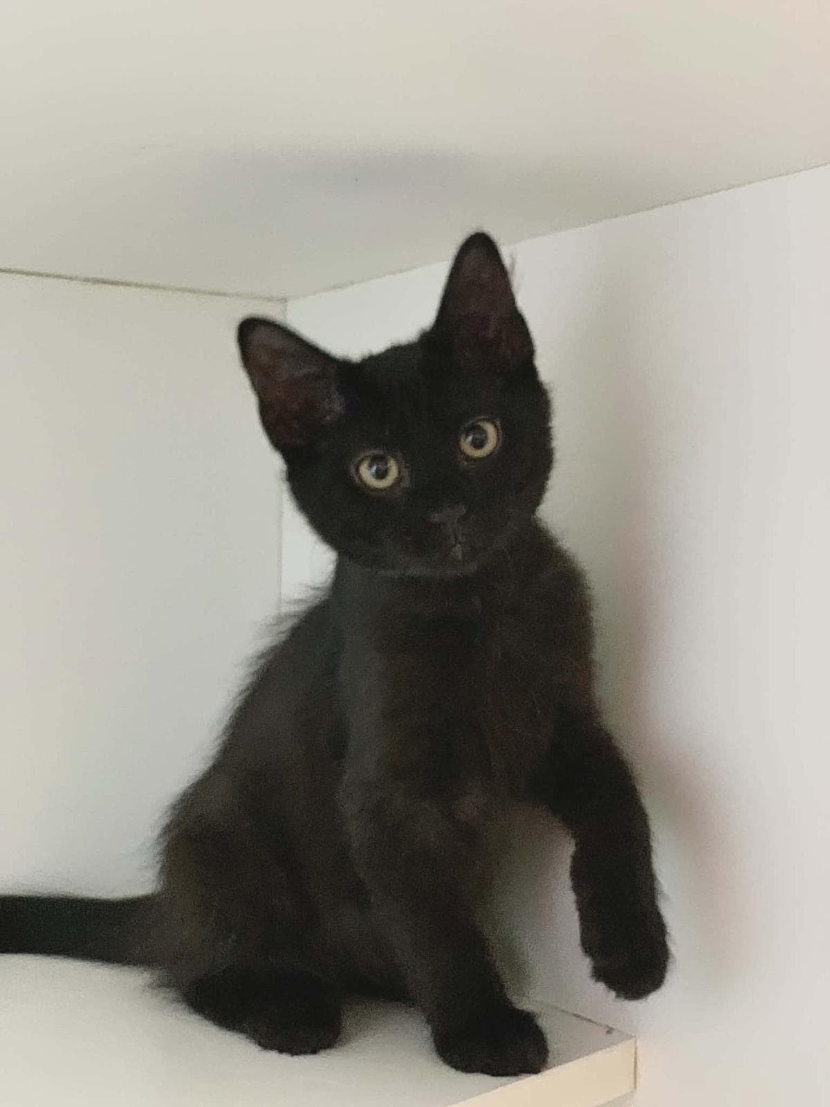 Cyborg - Domestic Medium Hair