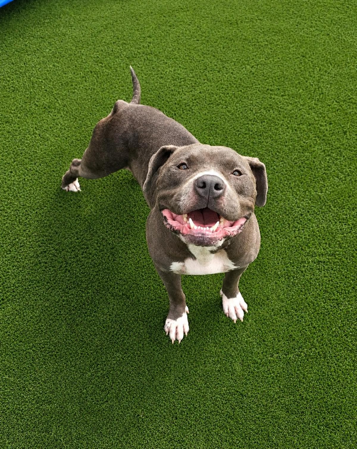 Found Stray Dorian - American Bulldog
