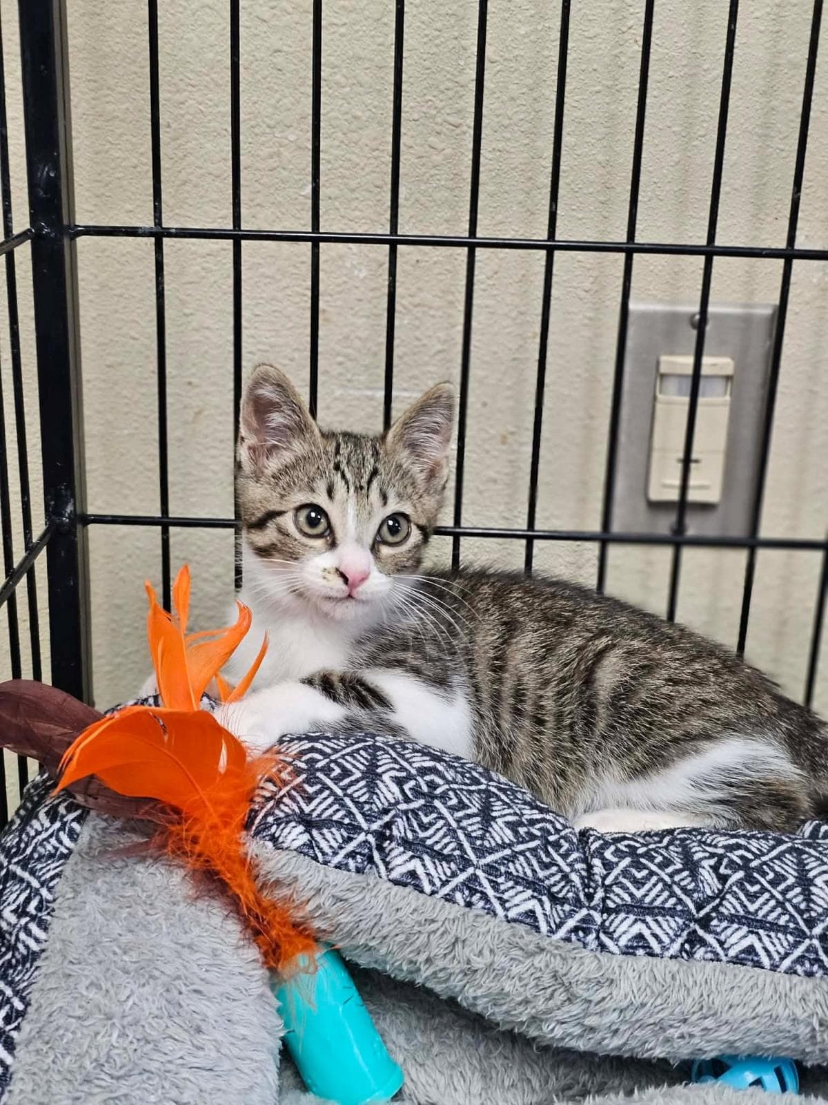 Fred - Domestic Short Hair