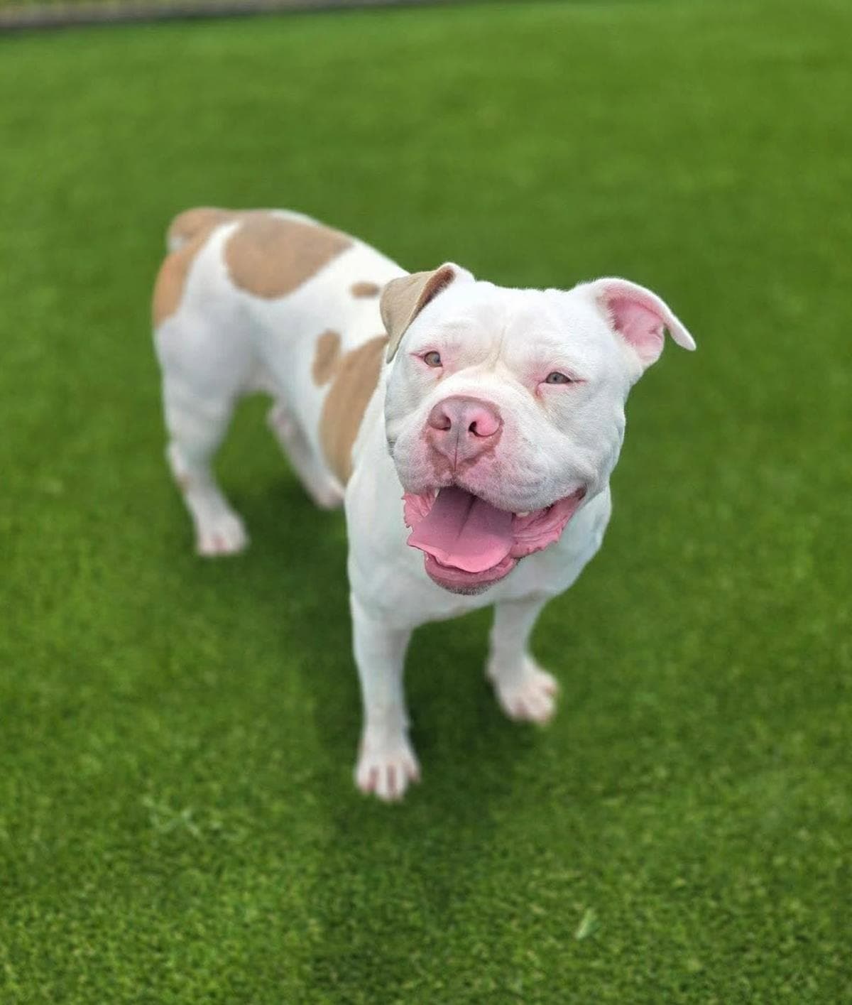Found Stray Blanco - Bulldog