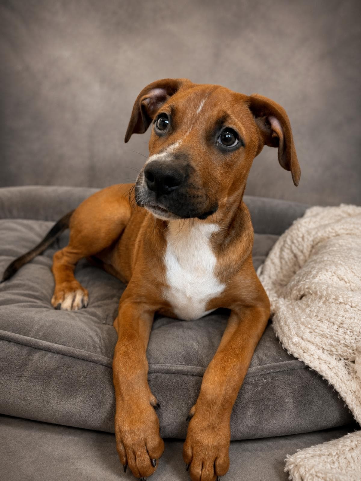 Found Stray Scout - Hound