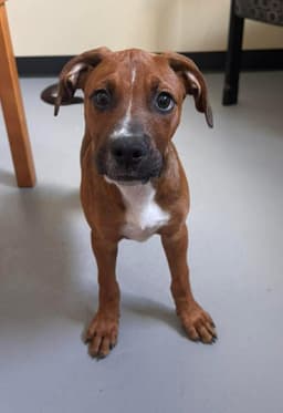 Found Stray Scout image 3