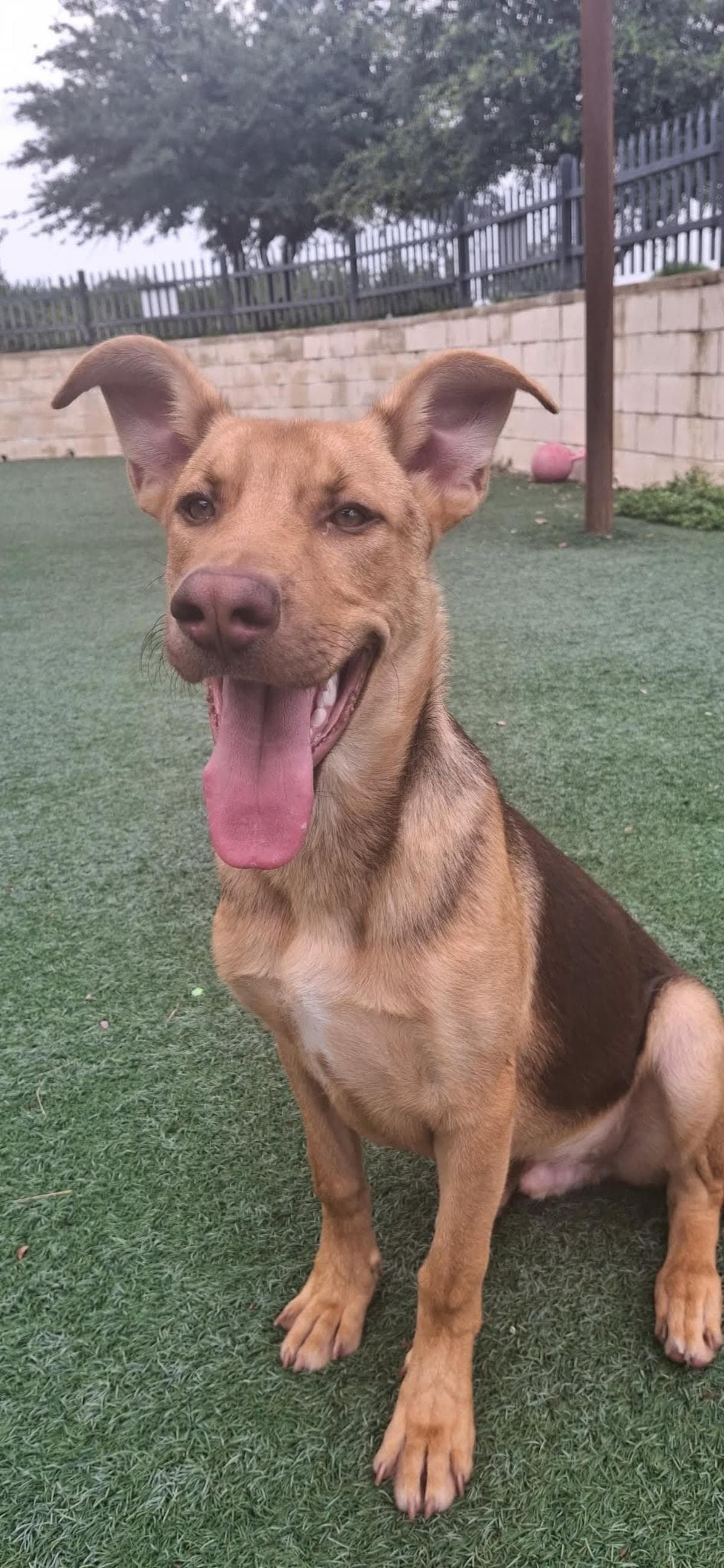 Found Stray Mason - Shepherd