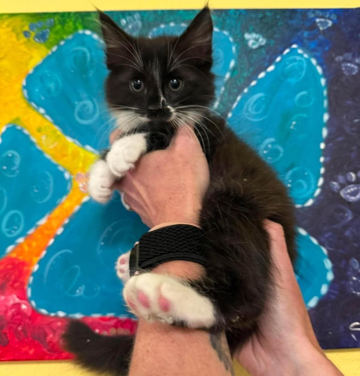 Pepper- In Foster - Domestic Medium Hair