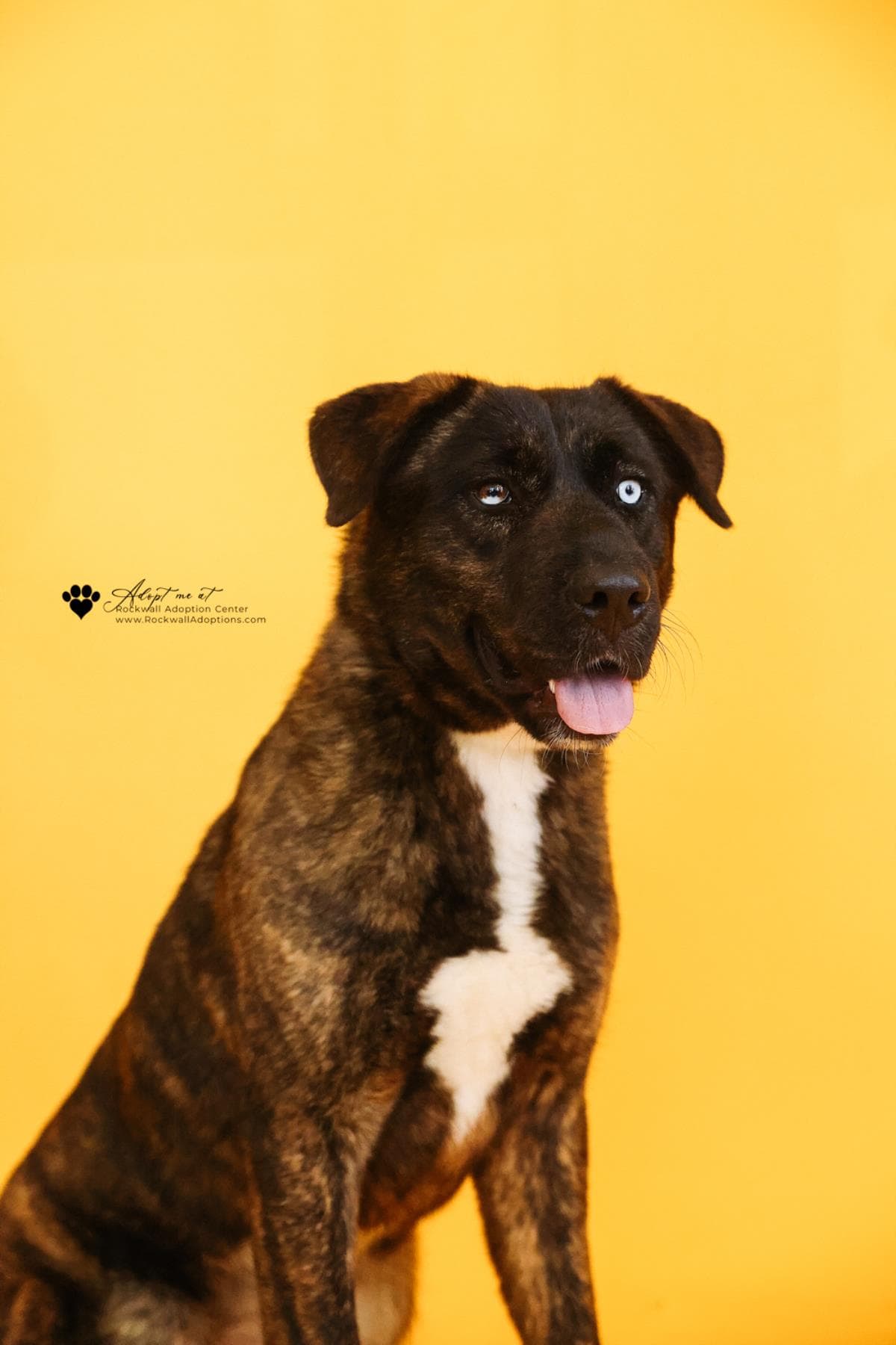 Muneca-Diamond Dog  Adoption Fee - German Shepherd Dog