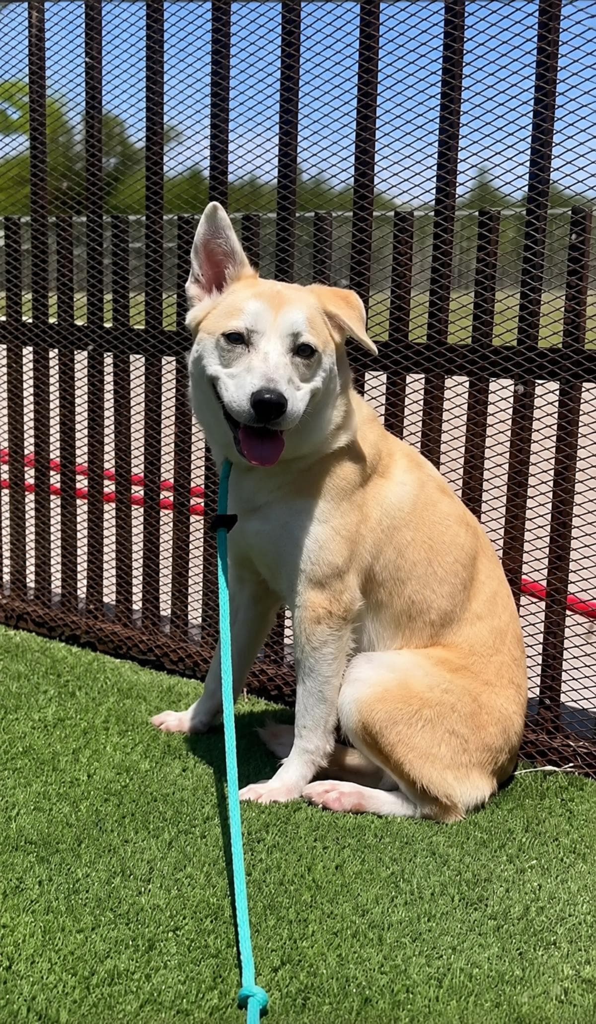 Lainey - Husky