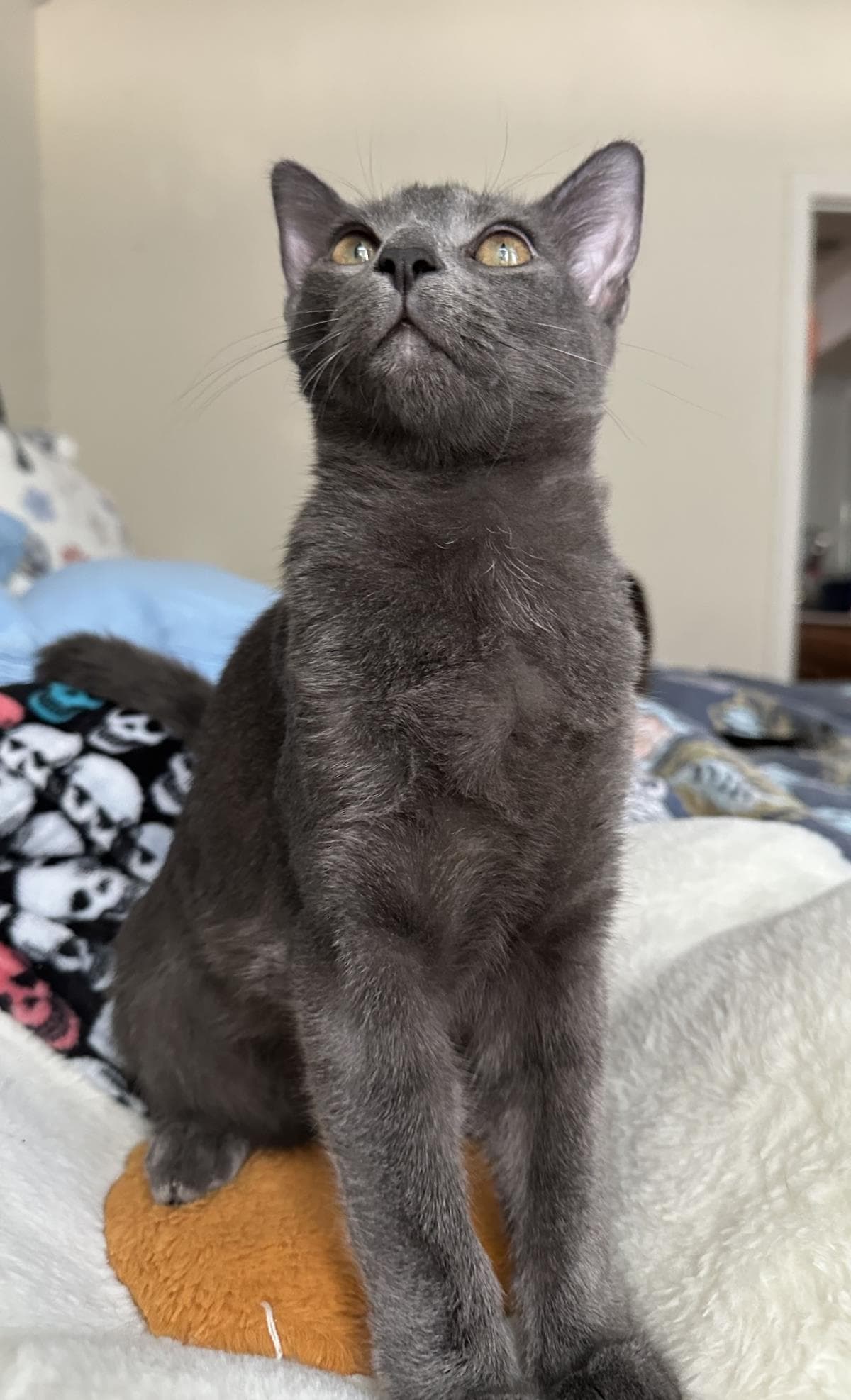 Dusty - Domestic Short Hair