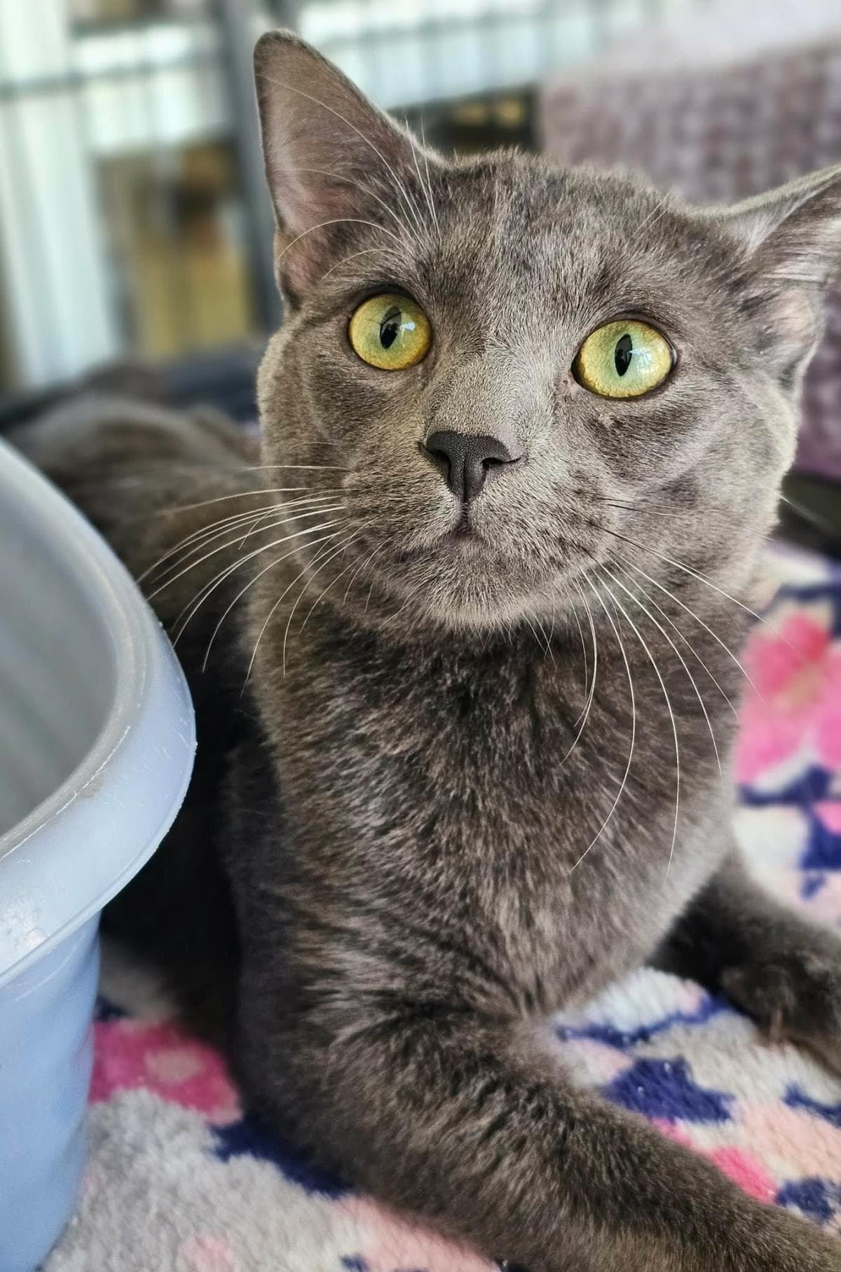 Dusty - Domestic Short Hair