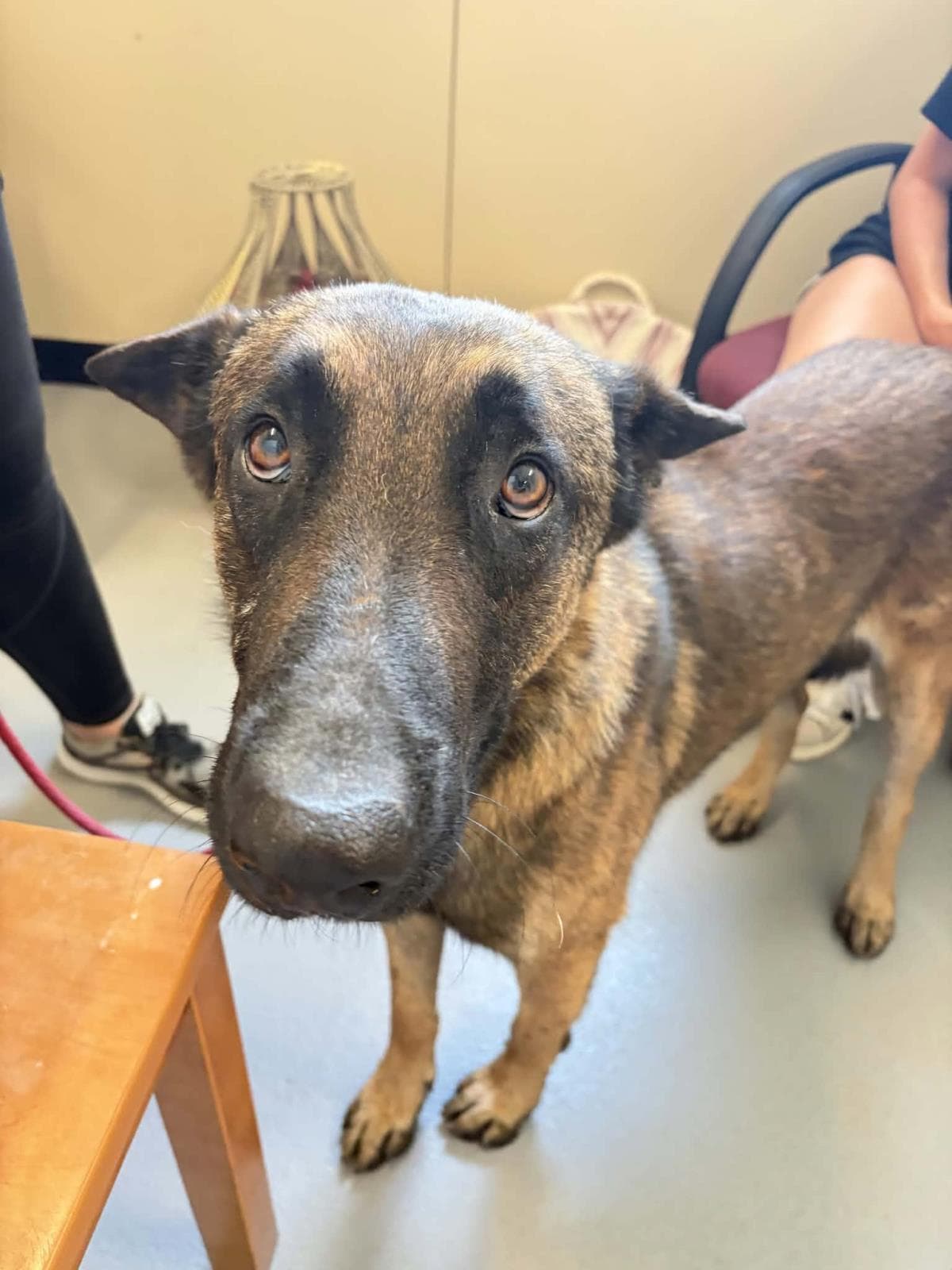 Found Stray Chandler - Belgian Shepherd Malinois