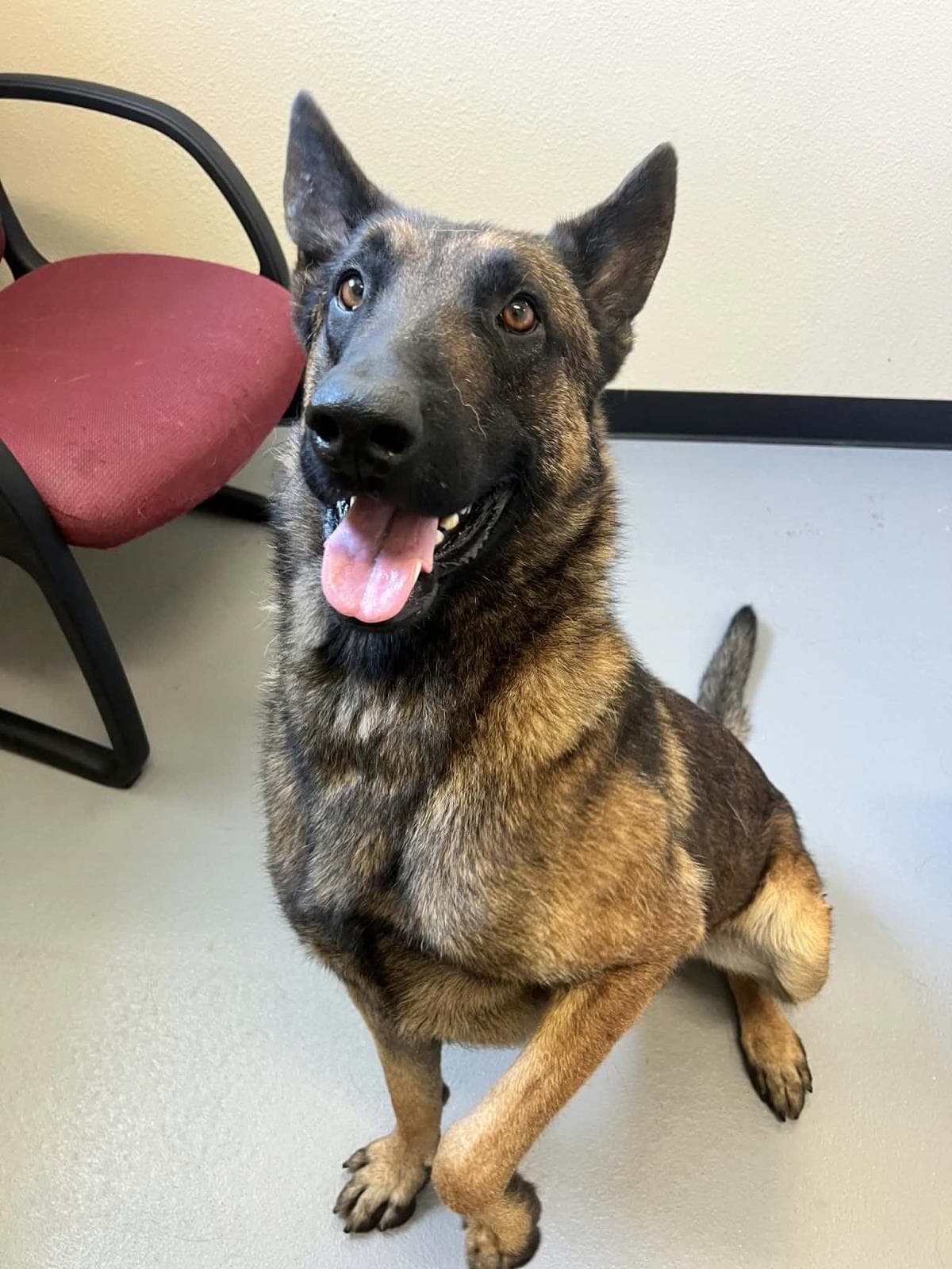 Found Stray Chandler - Belgian Shepherd Malinois