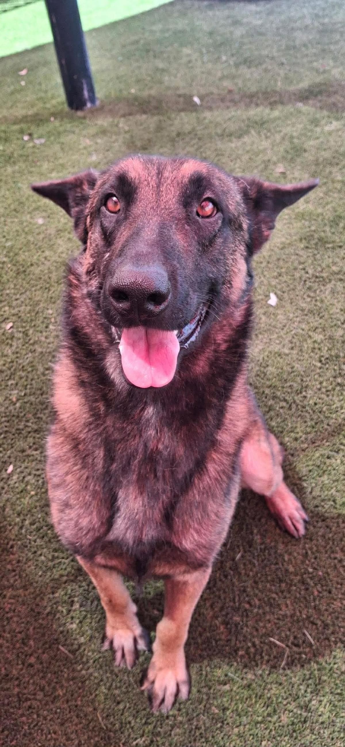 Found Stray Chandler - Belgian Shepherd Malinois