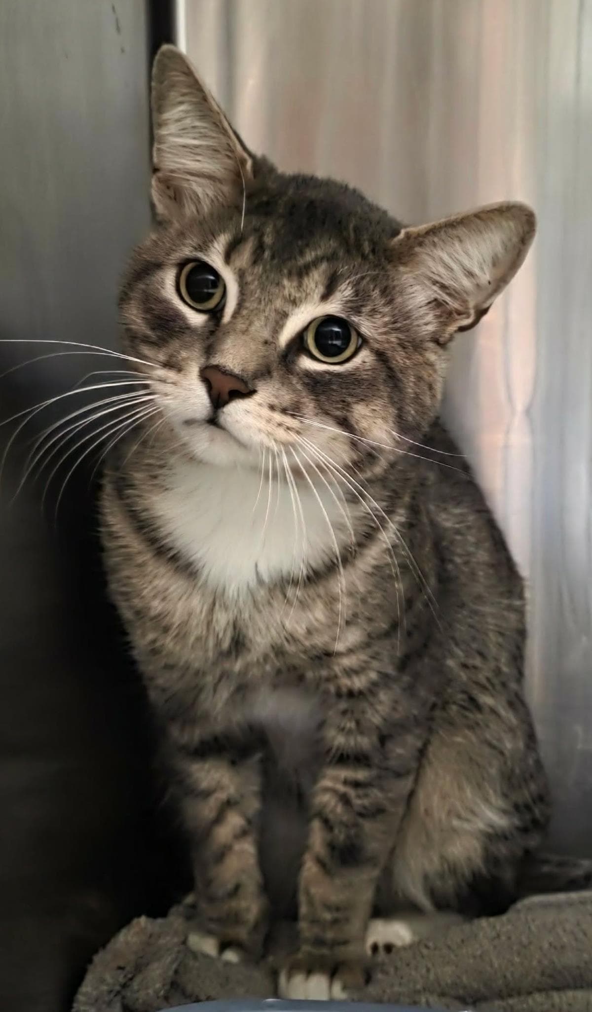 Flint - Domestic Short Hair
