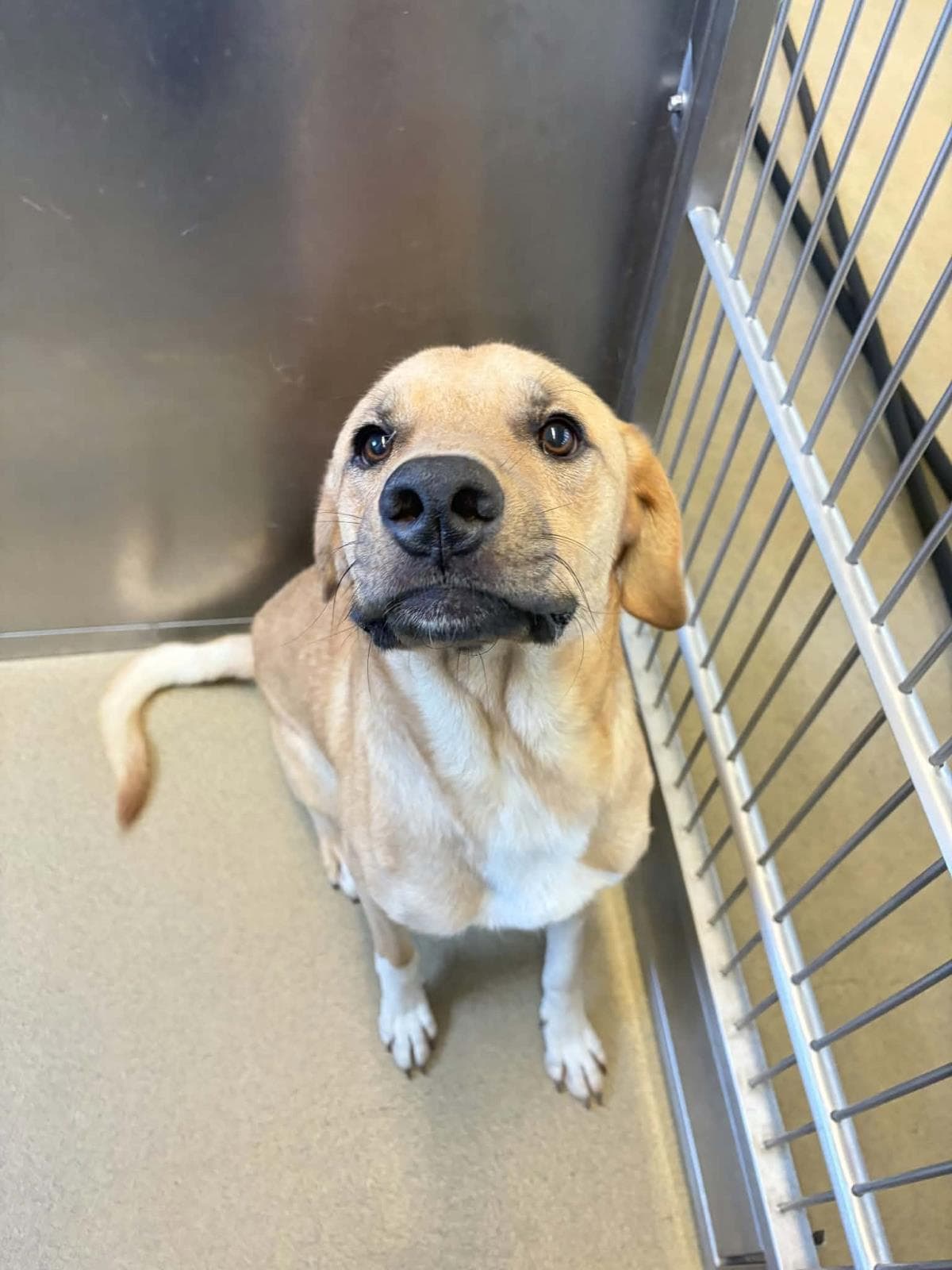 Found Stray Rolo - Labrador Retriever