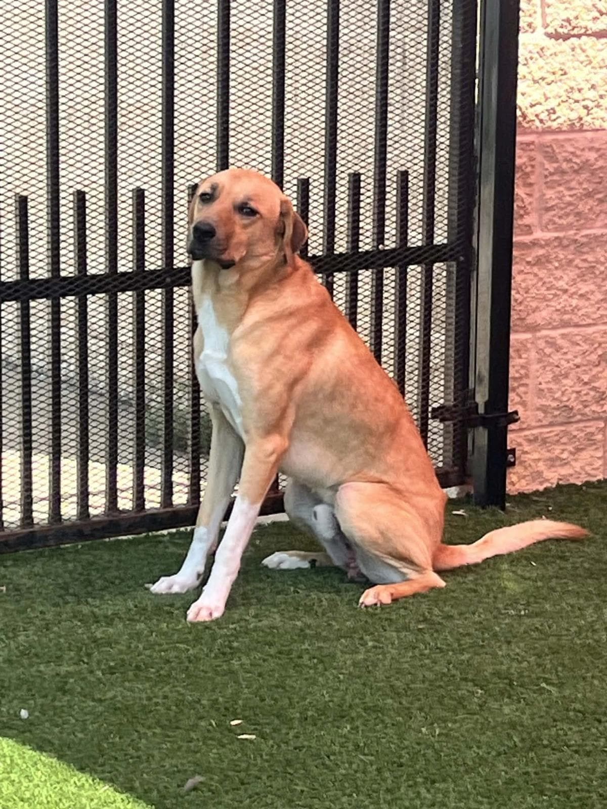 Found Stray Rolo - Labrador Retriever