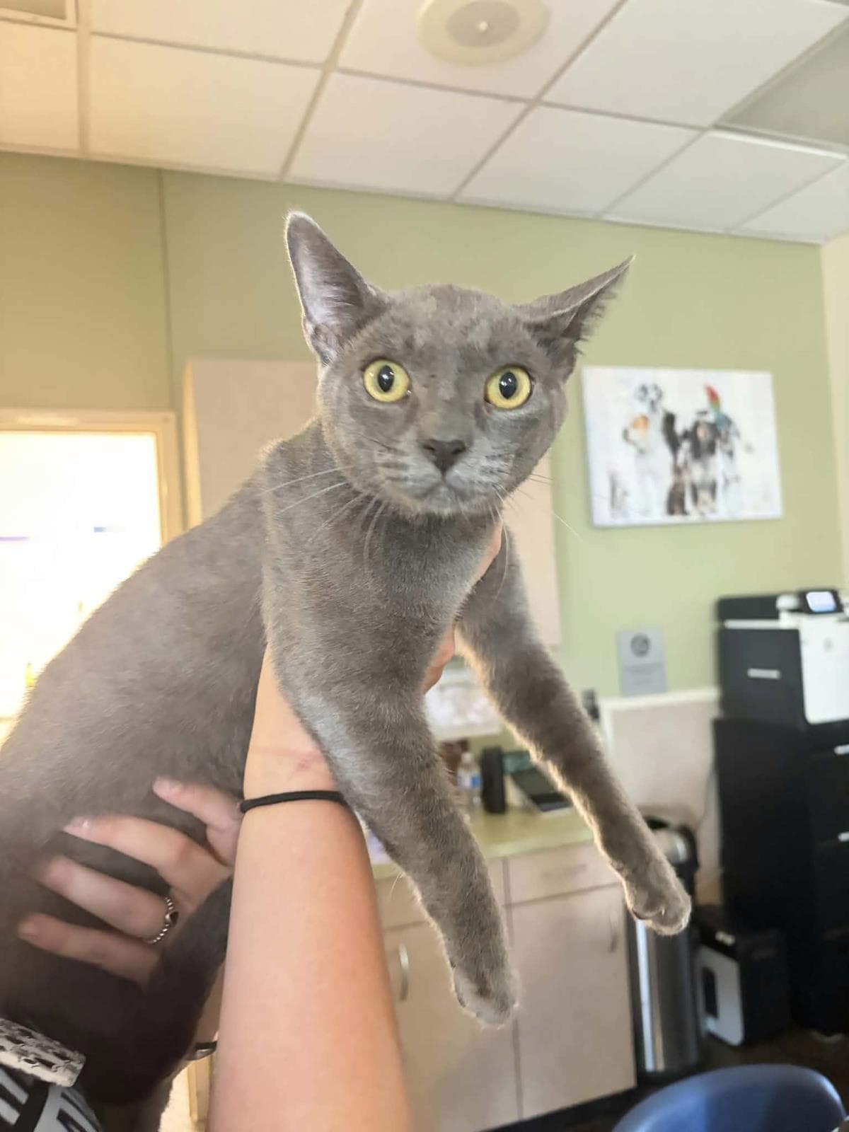 Ivan - Domestic Short Hair