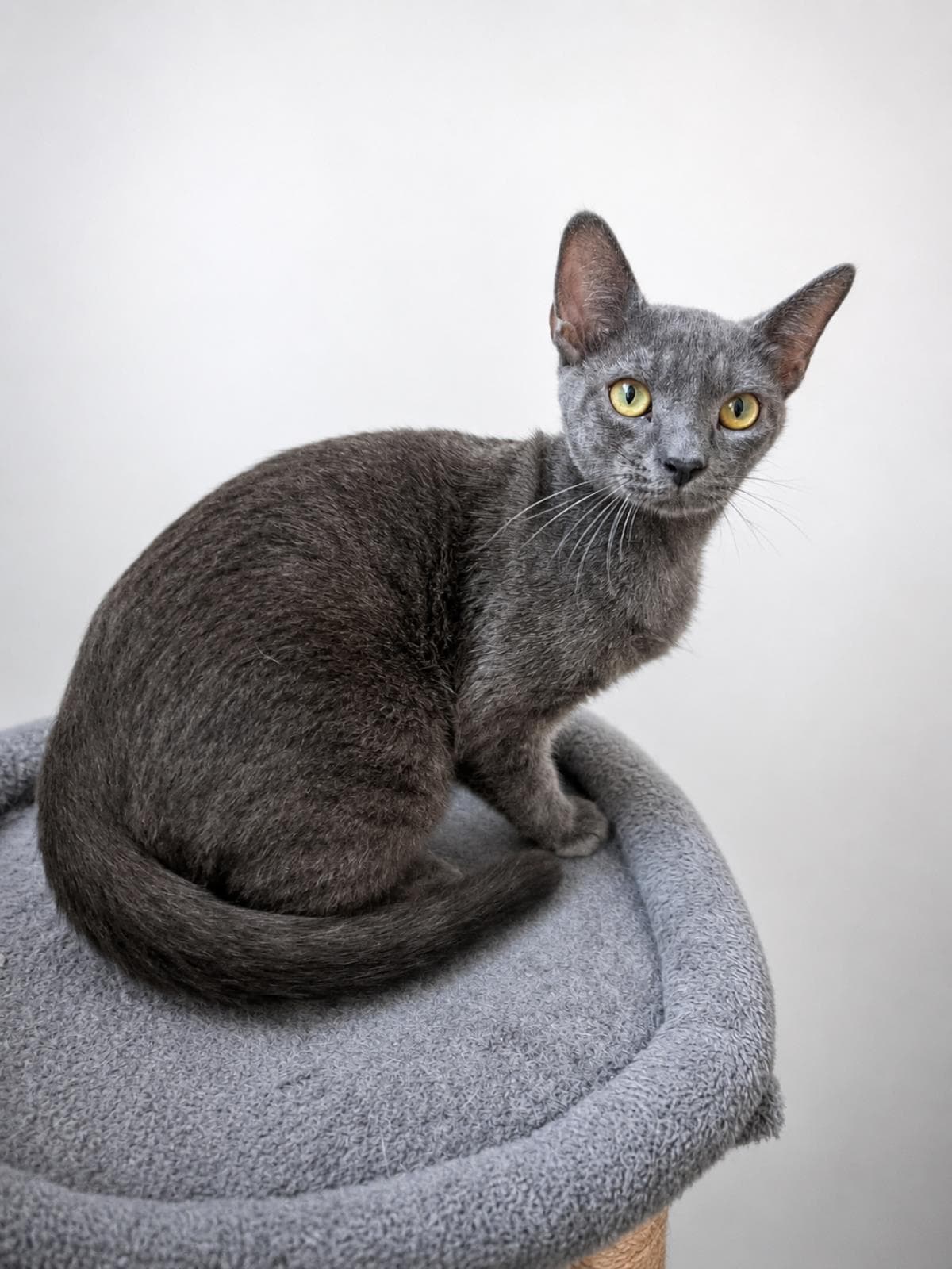 Ivan - Domestic Short Hair