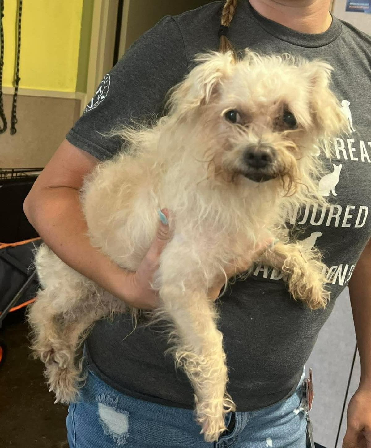 Found Stray Leopold - Maltese