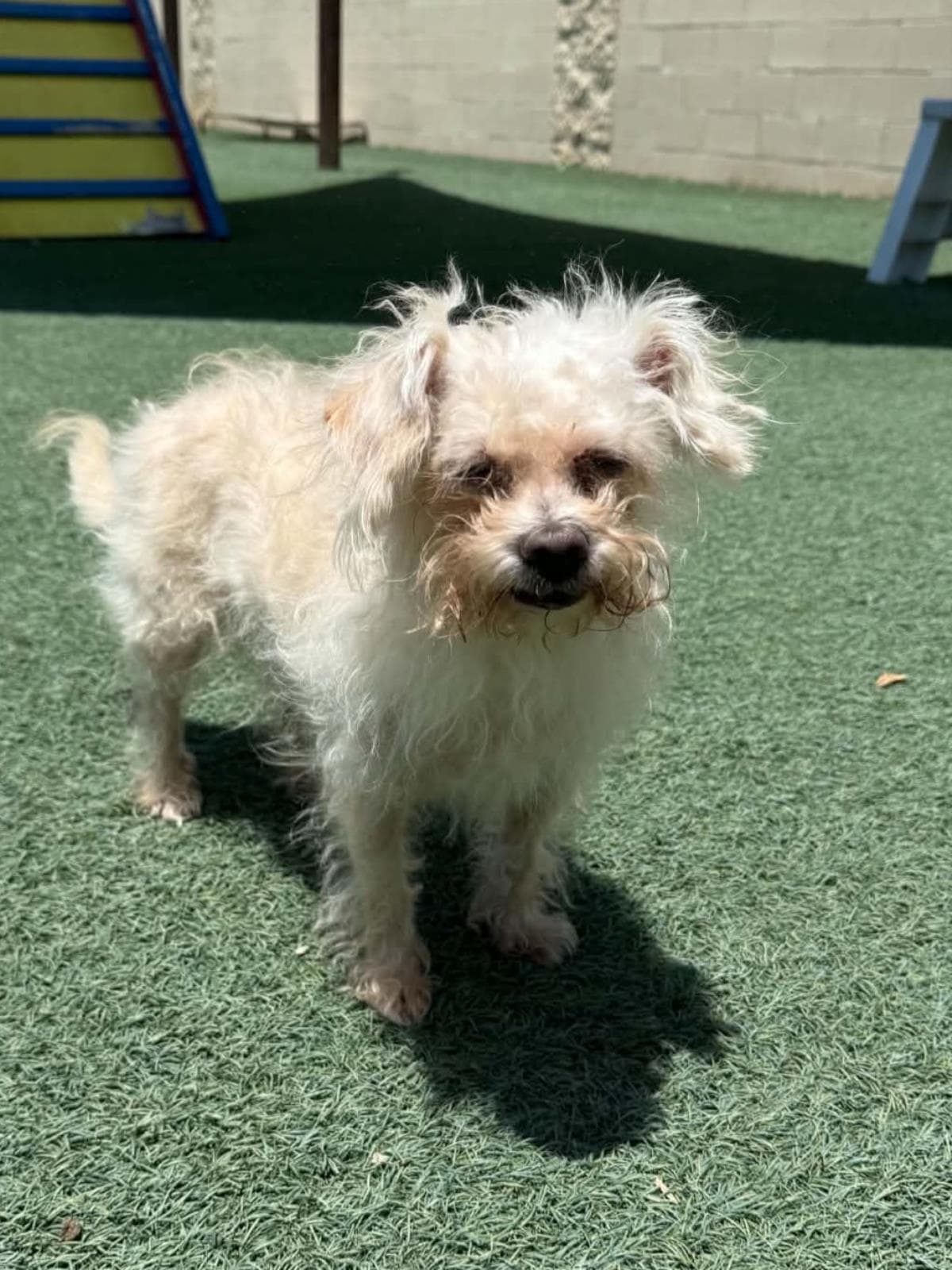 Found Stray Leopold - Maltese