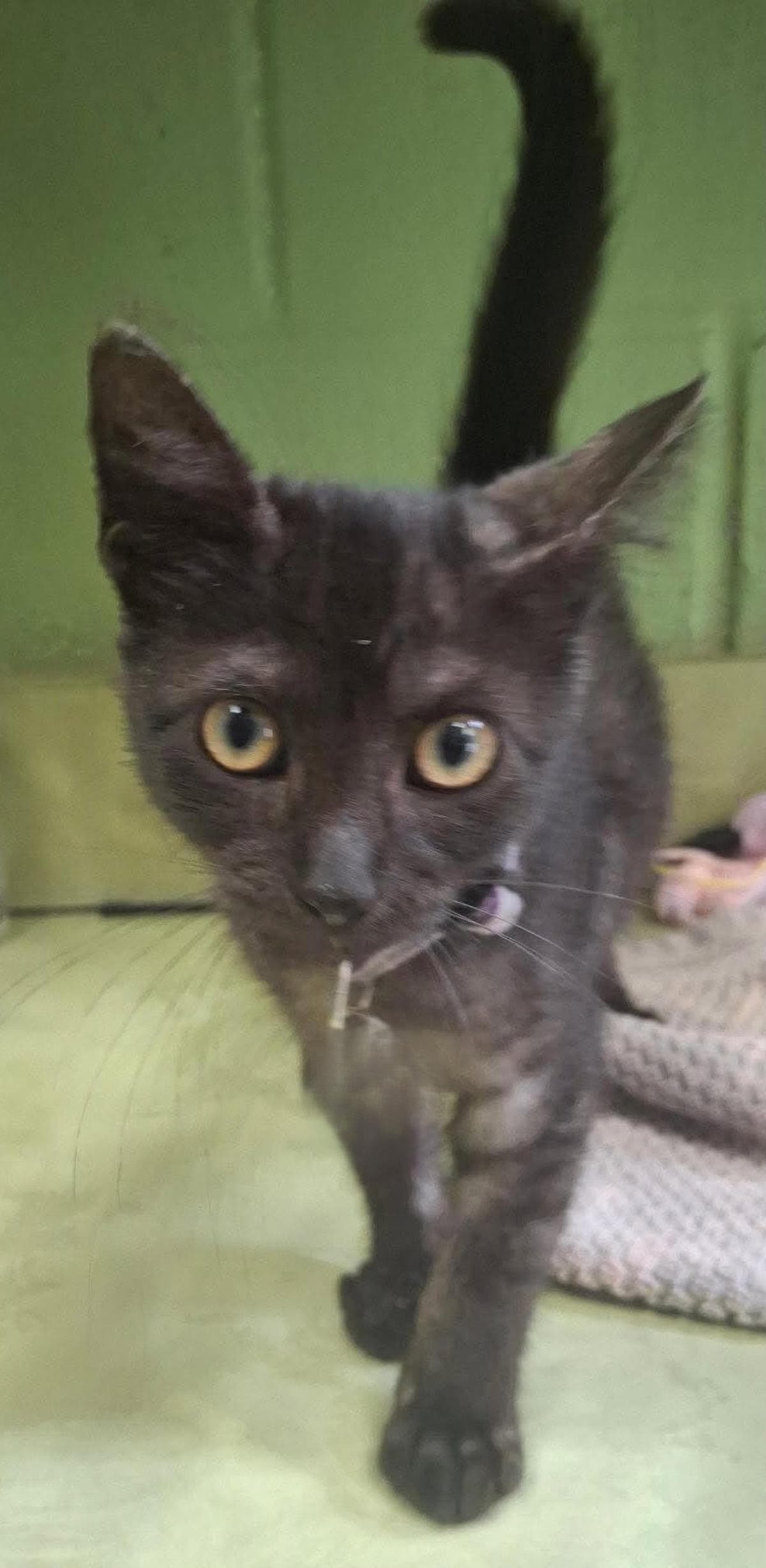 Found Stray Manon - Domestic Short Hair