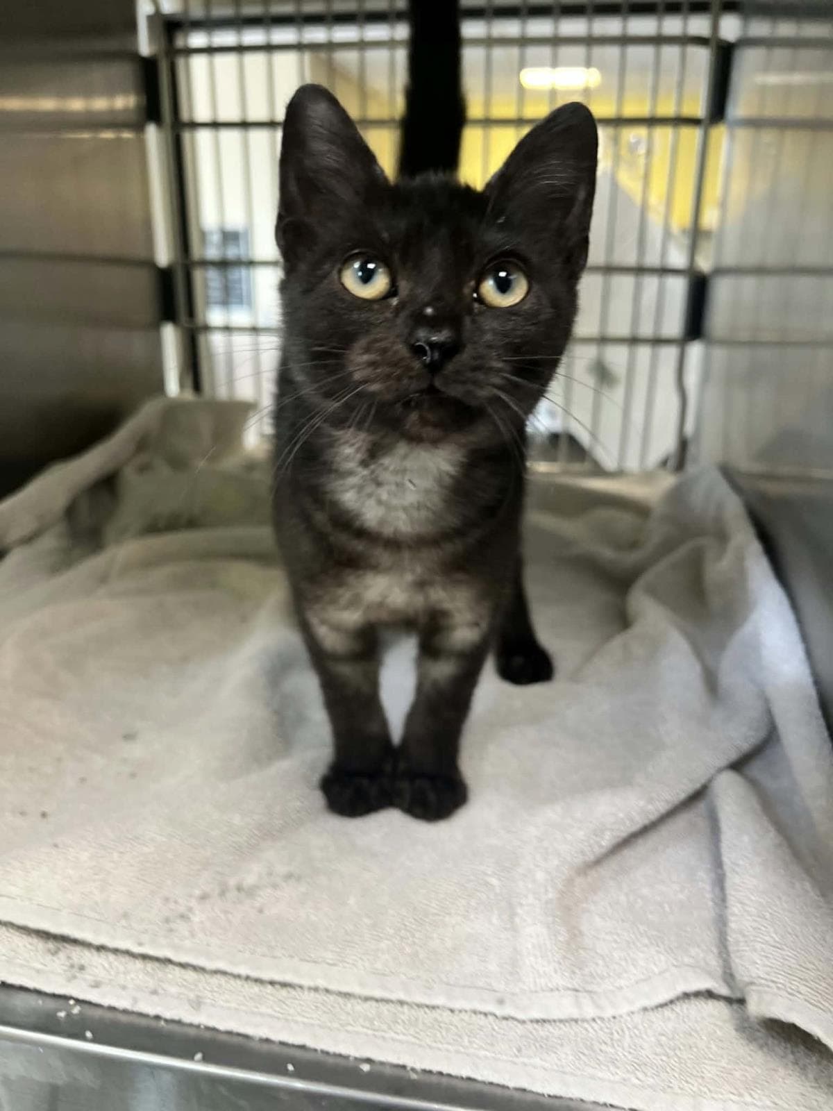 Found Stray Manon - Domestic Short Hair
