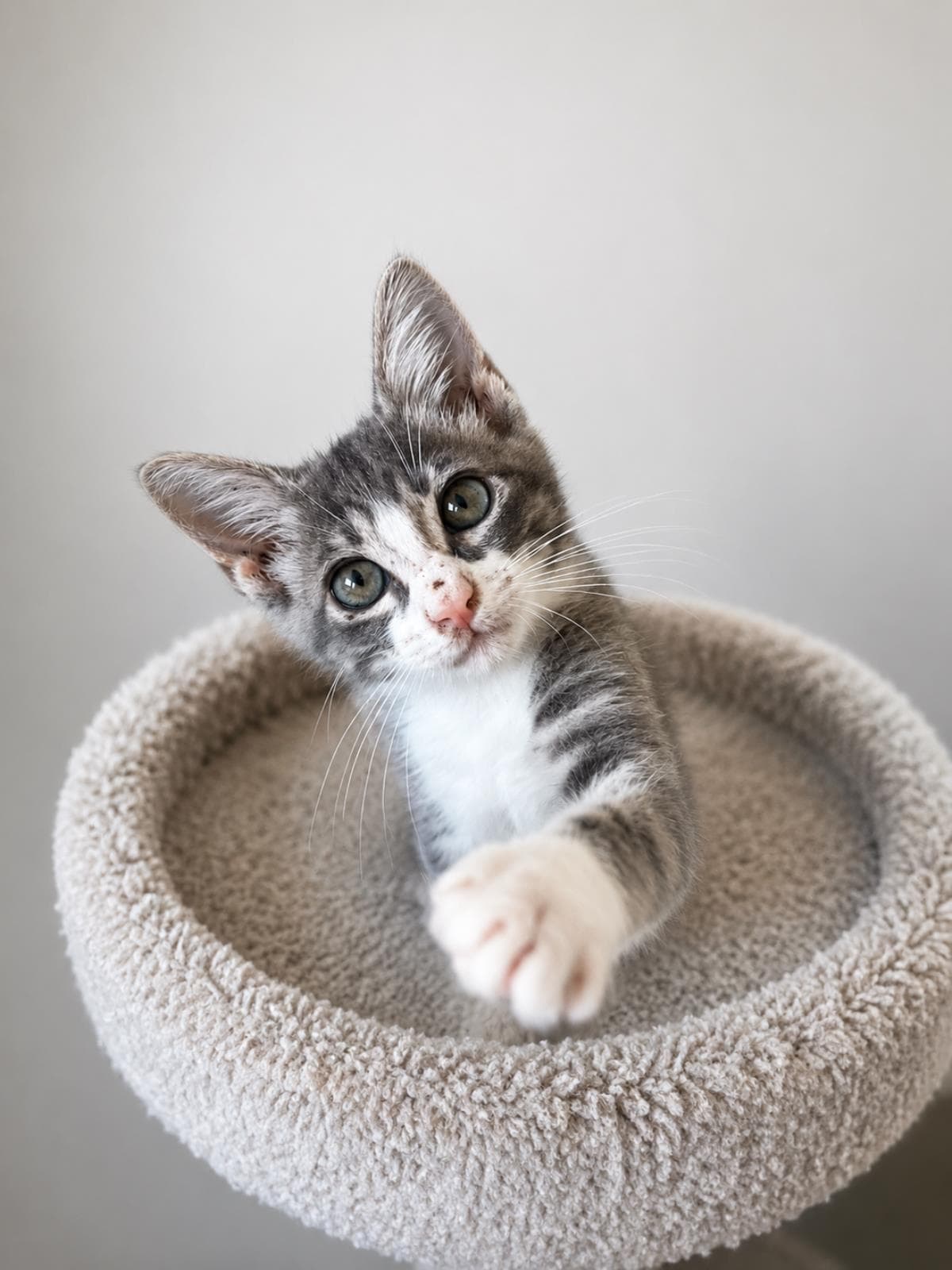 Colby - Domestic Short Hair