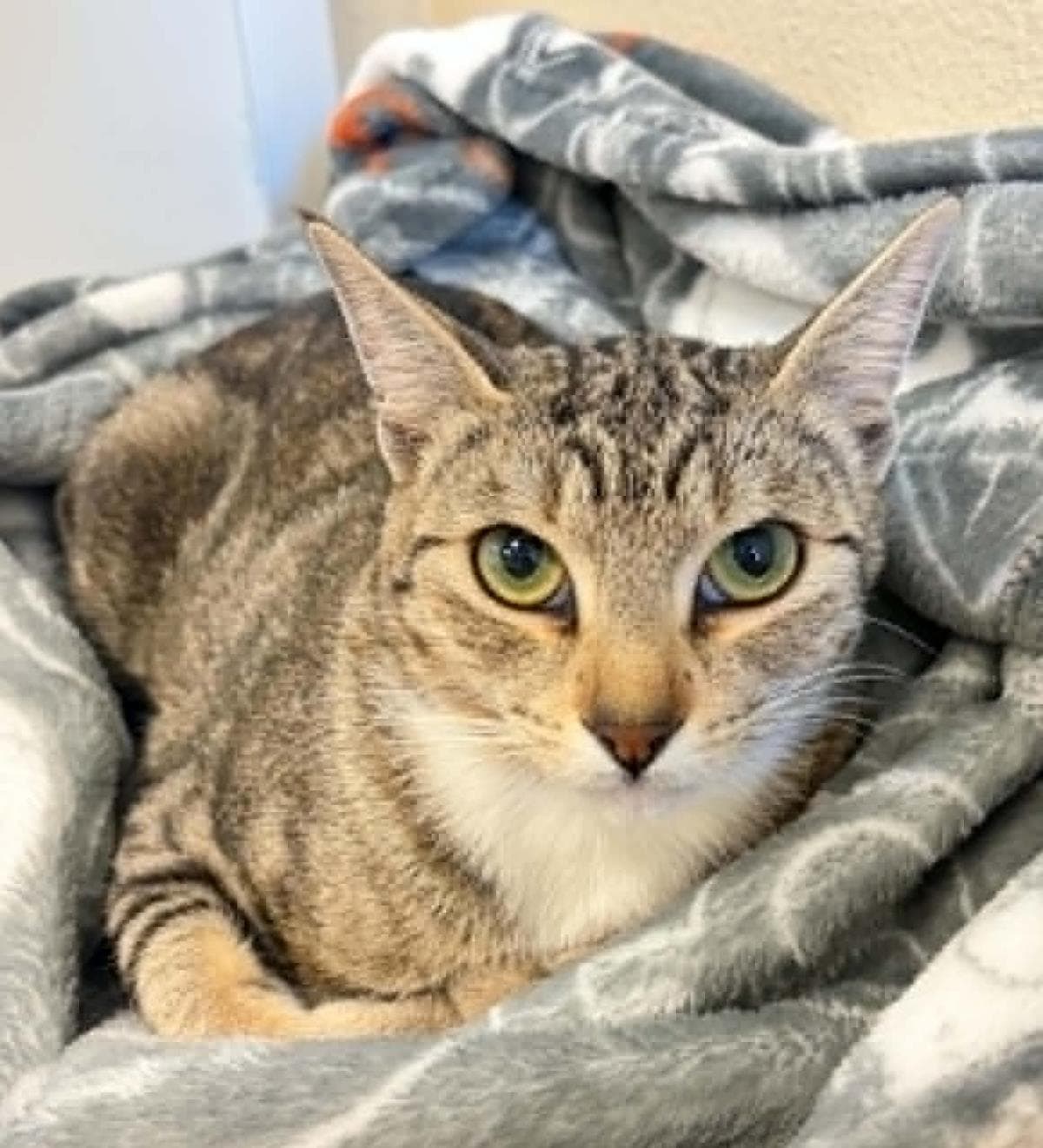 Crowley - Domestic Short Hair