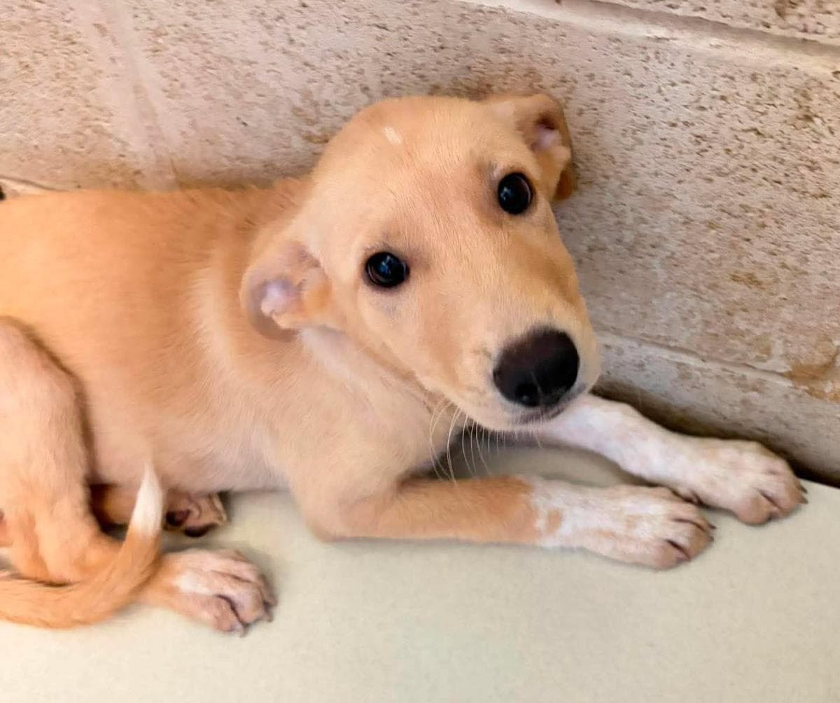 Found Stray Ladybug - Labrador Retriever