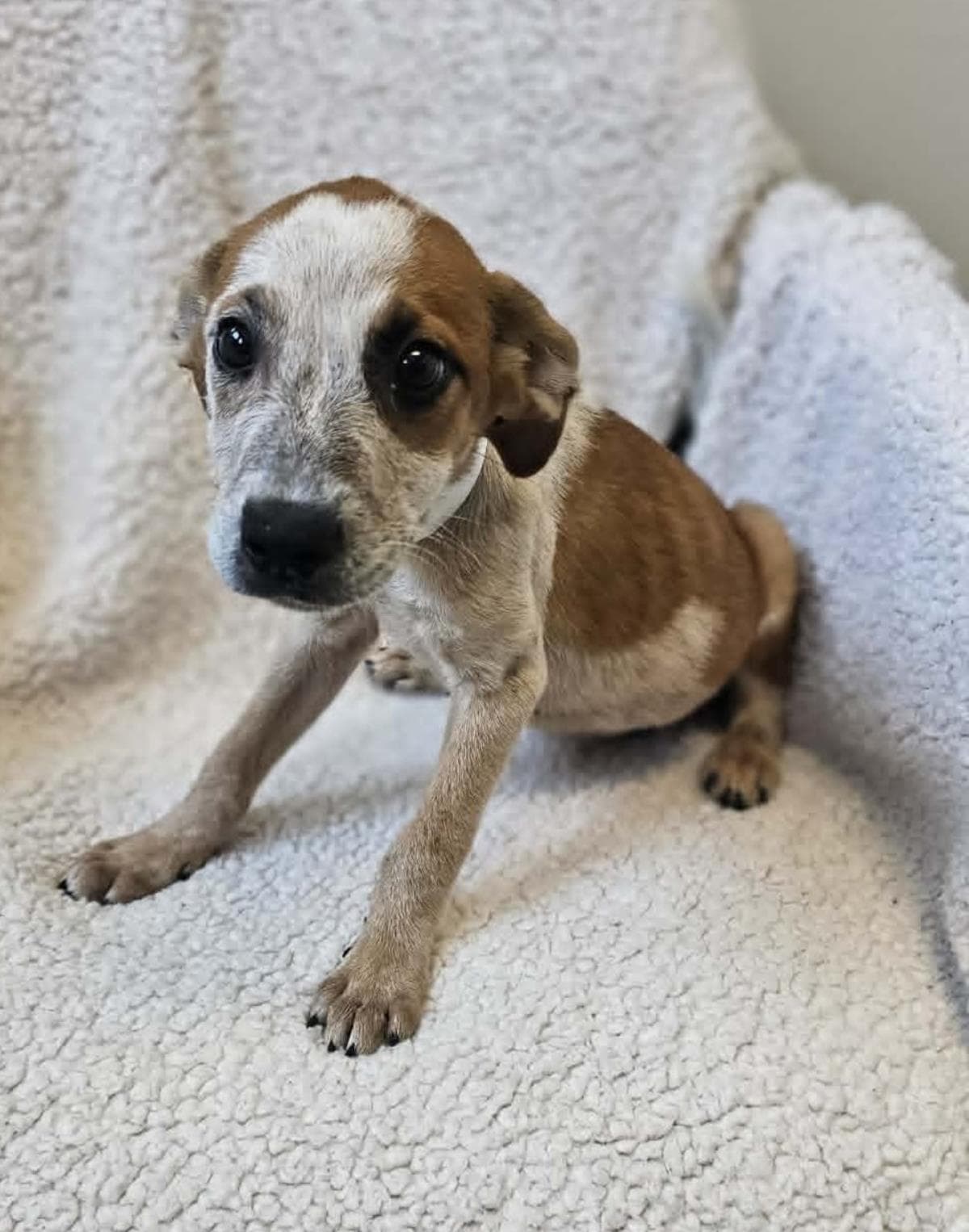 Polly - Black Mouth Cur