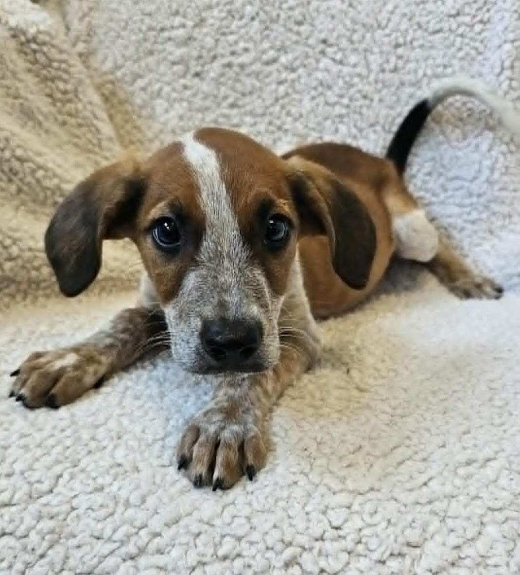 Beau - Black Mouth Cur