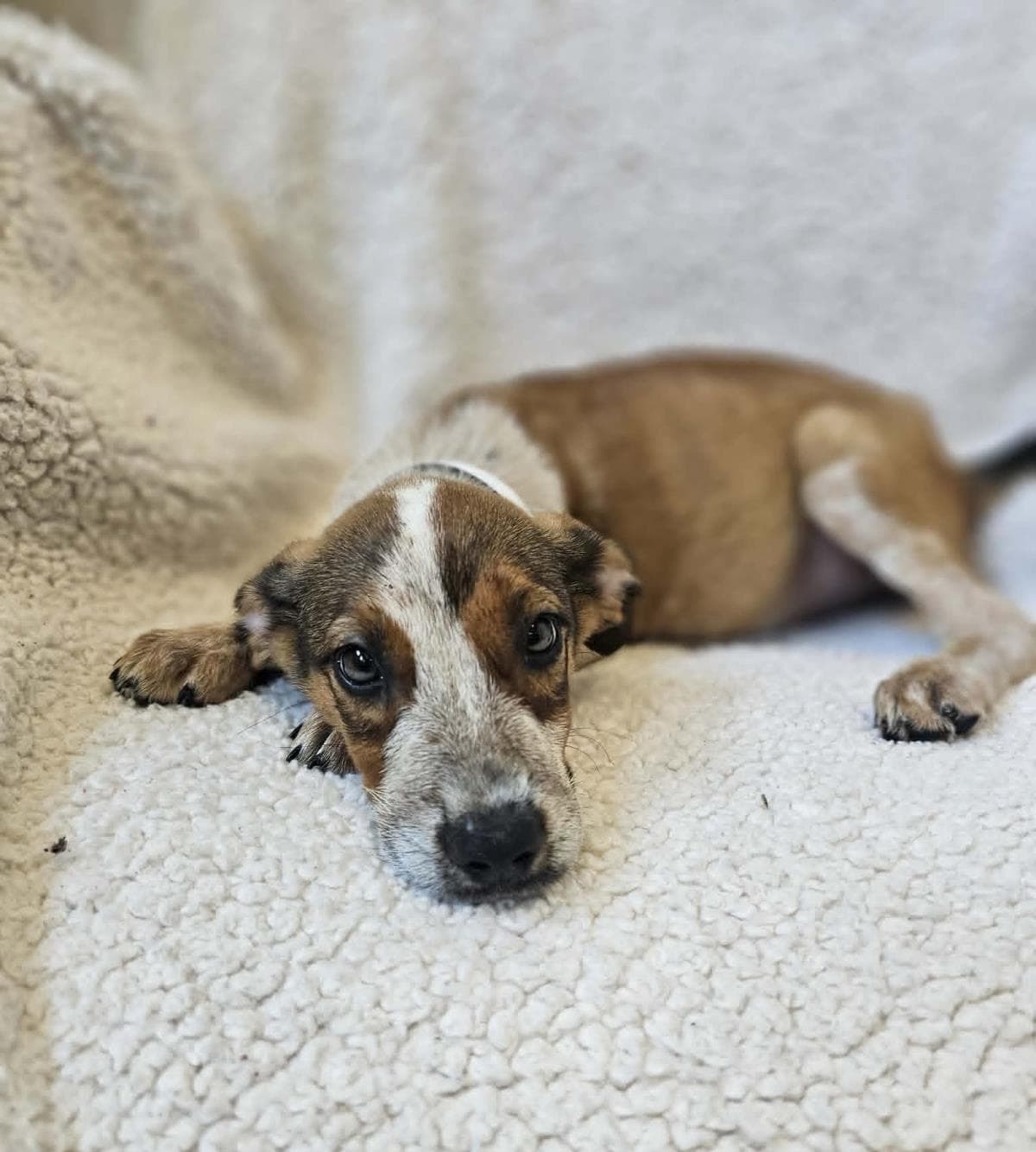 Zeus - Black Mouth Cur
