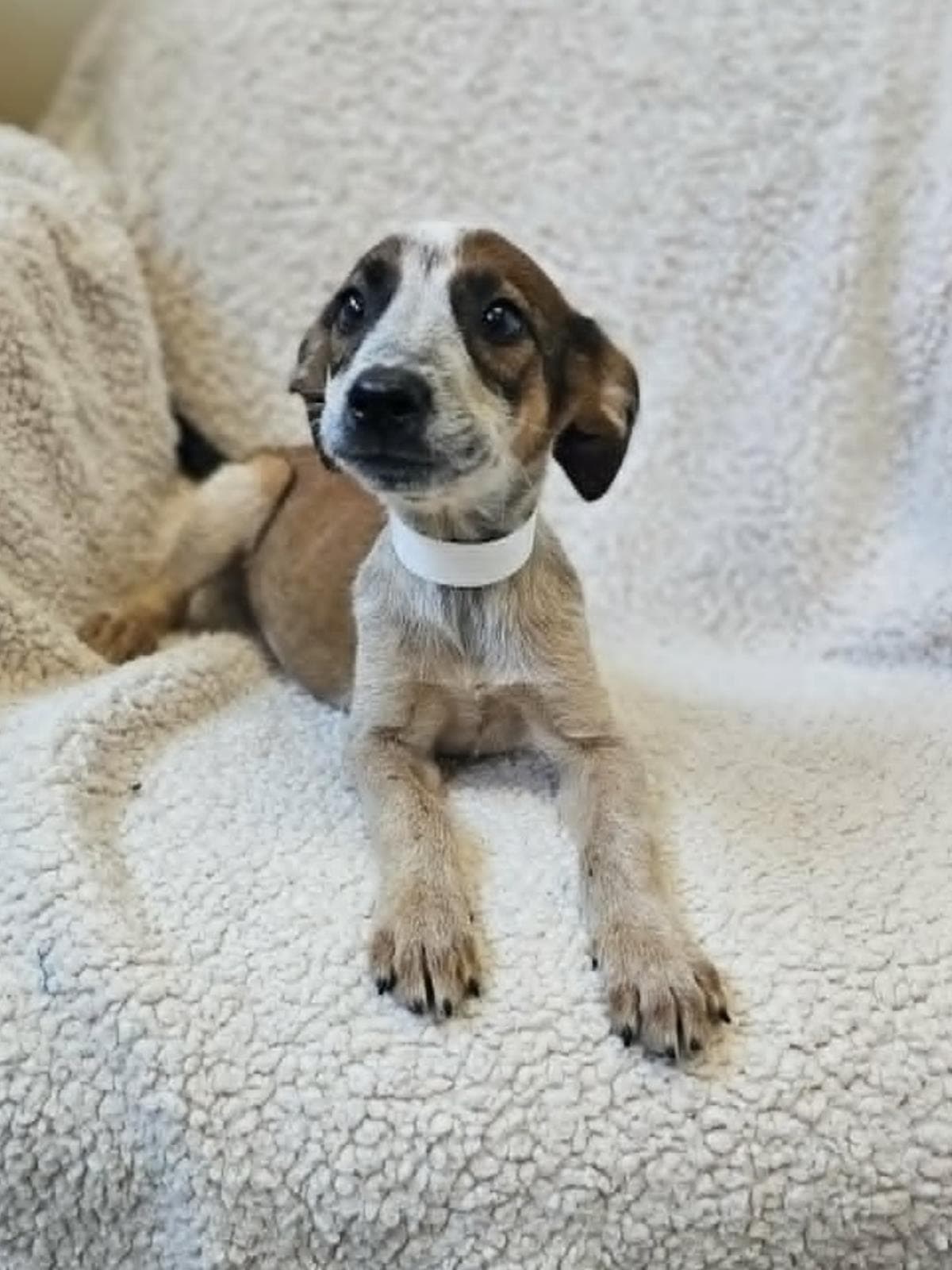 Artemis - Black Mouth Cur