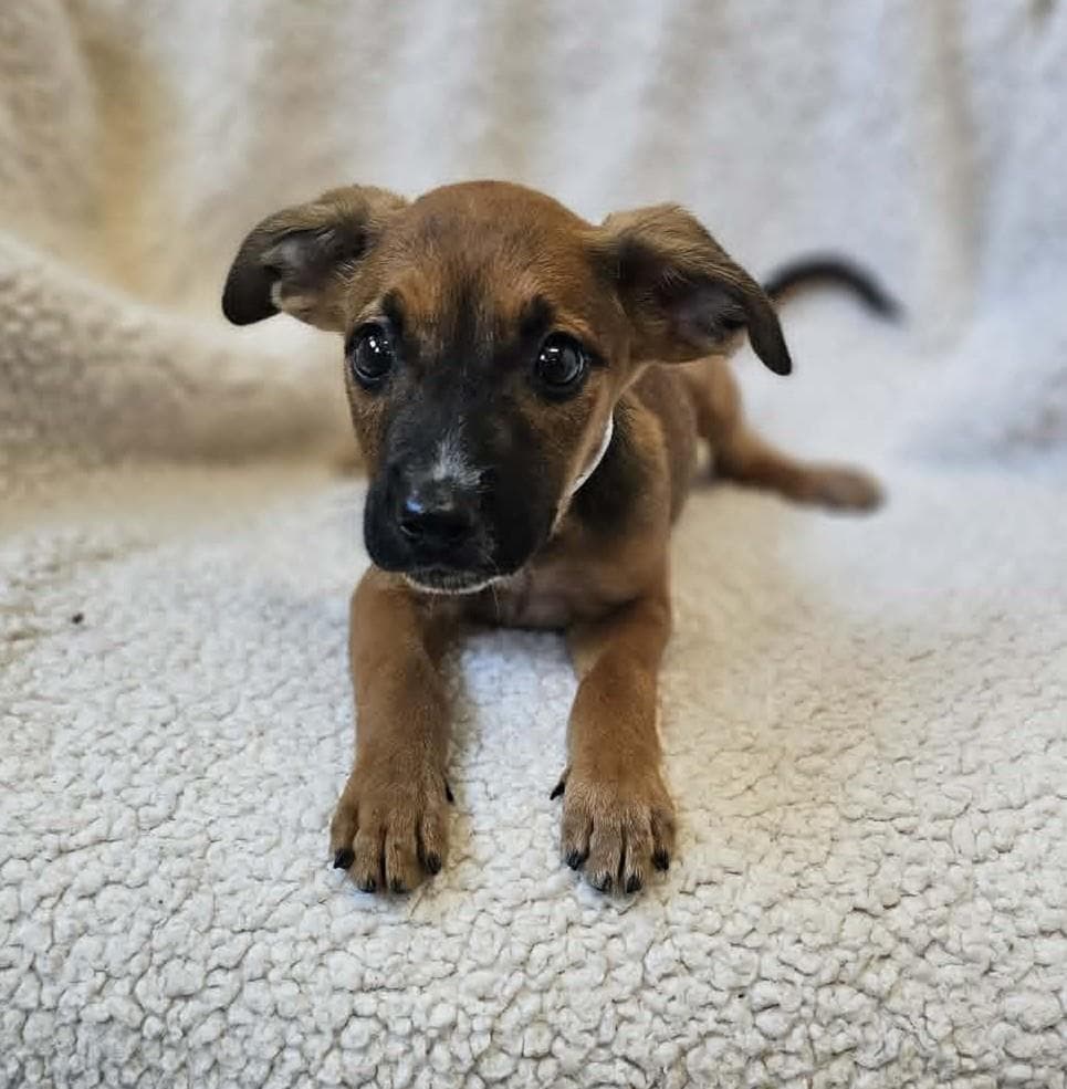 Grayson - Black Mouth Cur