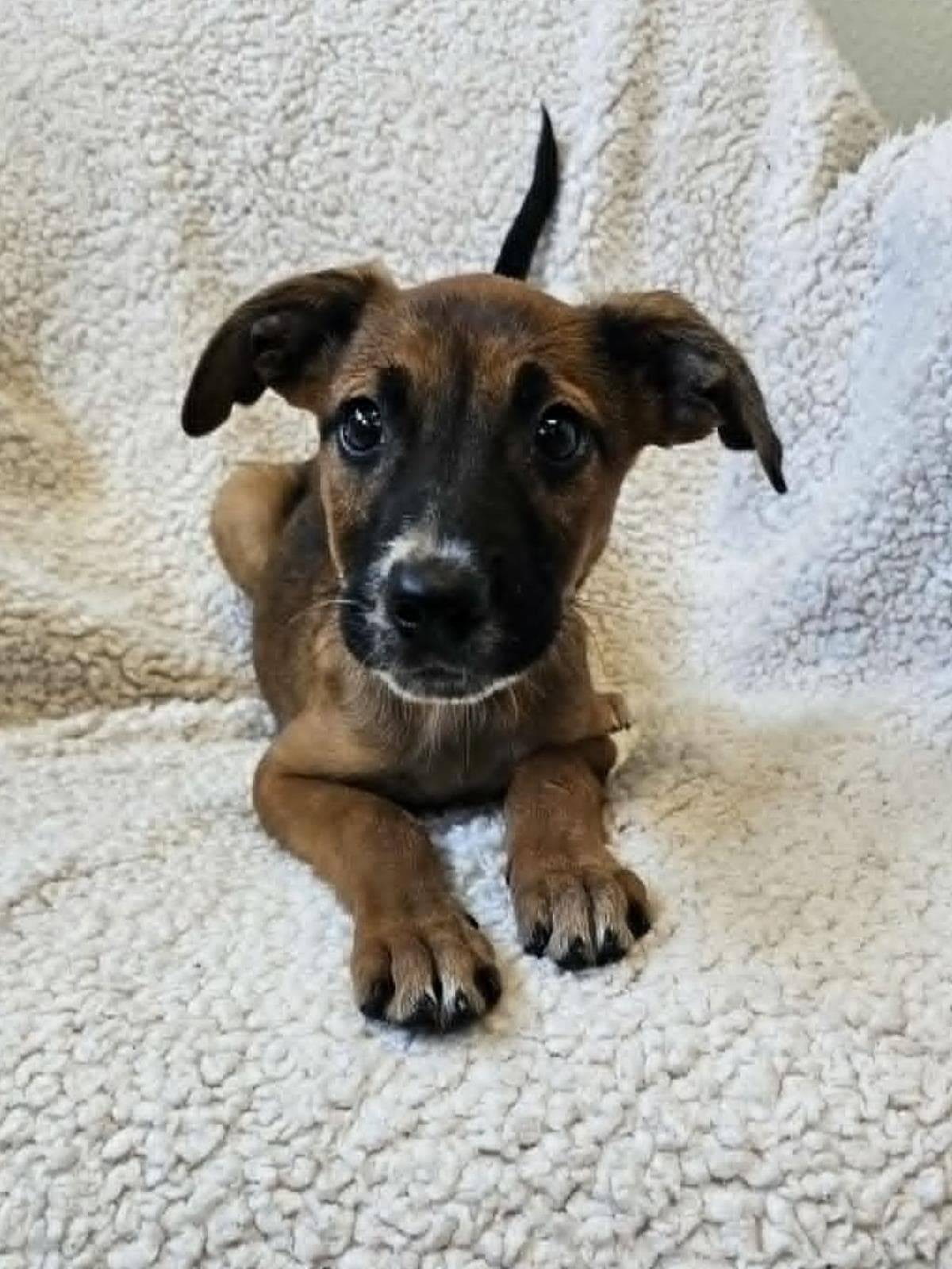Ivy - Black Mouth Cur
