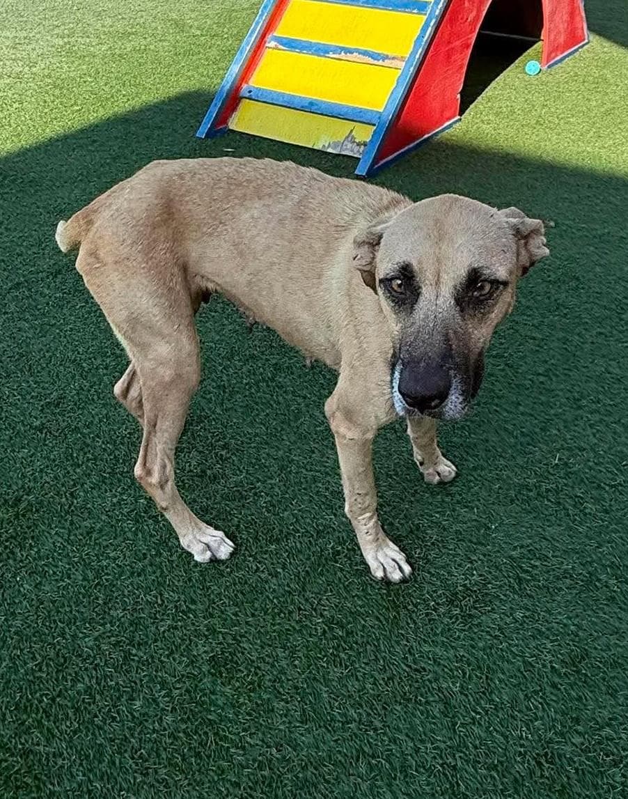 Remi - Black Mouth Cur